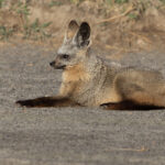 Bat-eared Fox (image by Nik Borrow)