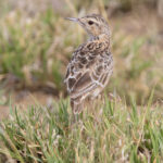 Beesley's Lark (image by Nik Borrow)