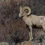 Bighorn Sheep (image by Paul van Giersbergen)