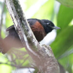 Black Bushbird (image by Trevor Ellery)