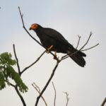 Black Caracara (image by Trevor Ellery)