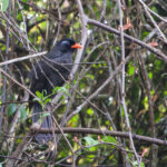 Black Laughingthrush (image by Craig Robson)