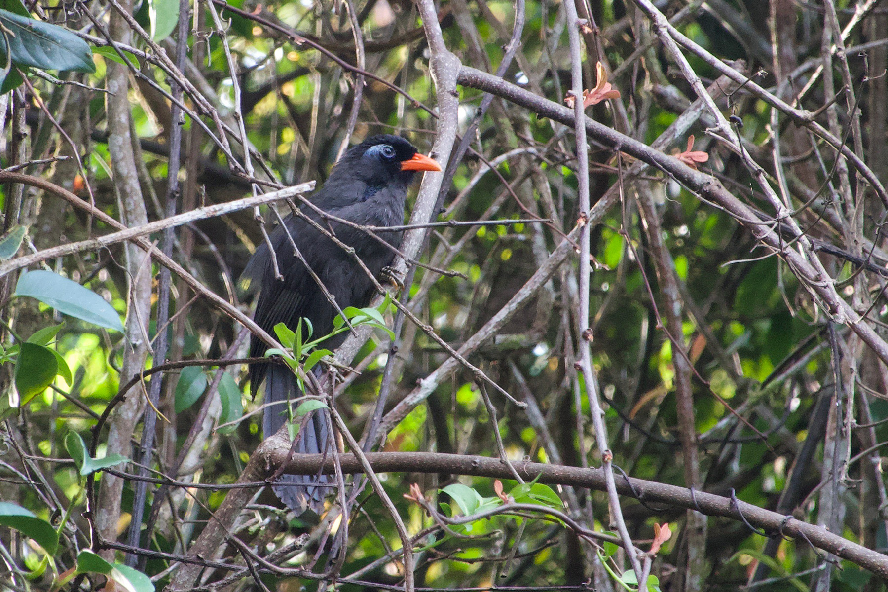 Black Laughingthrush (image by Craig Robson)