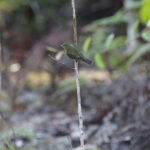 Black Manakin (image by Trevor Ellery)
