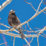 Black Rosy Finch (image by Craig Robson)