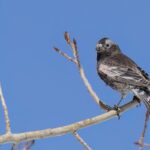 Black Rosy Finch (image by Paul van Giersbergen)