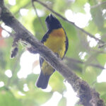 Black-and-gold Tanager (image by Trevor Ellery)
