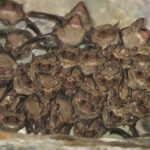Black Bearded Tomb Bats (image by Craig Robson)