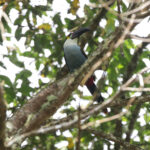 Black-billed Mountain Toucan (image by Trevor Ellery)