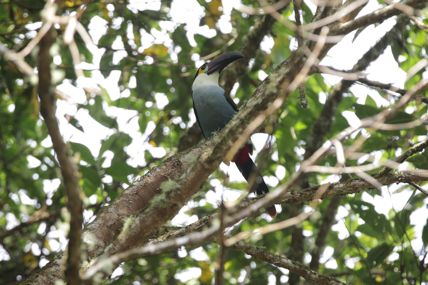 Black-billed Mountain Toucan (image by Trevor Ellery)