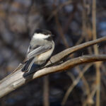 Black-capped Chickadee (image by Craig Robson)
