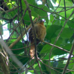 Black-capped Foliage-gleaner (image by Leo Garrigues)