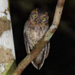 Black-capped Screech Owl (image by Leo Garrigues)
