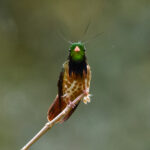 Black-crested Coquette (image by Leo Garrigues)
