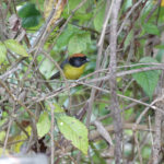 Black-fronted Brushfinch (image by Trevor Ellery)