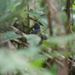 Black-headed Antbird (image by Trevor Ellery)