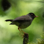 Black-headed Nightingale-Thrush (image by Anthony Kaduck)