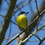 Black-headed Tody-Flycatcher (image by Leo Garrigues)