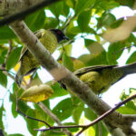 Black-hooded Berryeater (image by Leo Garrigues)