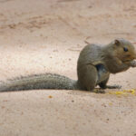 Black Striped Squirrel (image by Craig Robson)