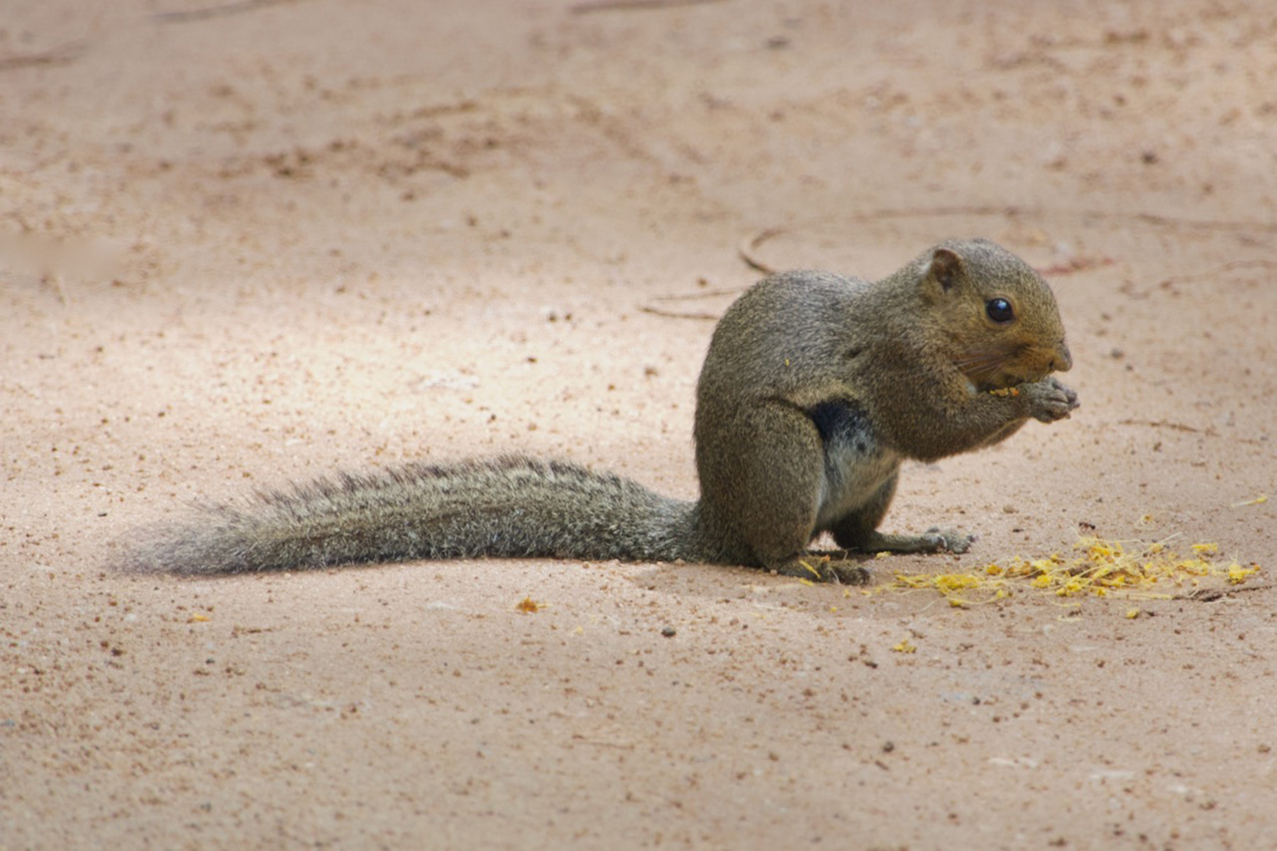 Black Striped Squirrel (image by Craig Robson)