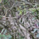 Black-tailed Trainbearer (image by Trevor Ellery)