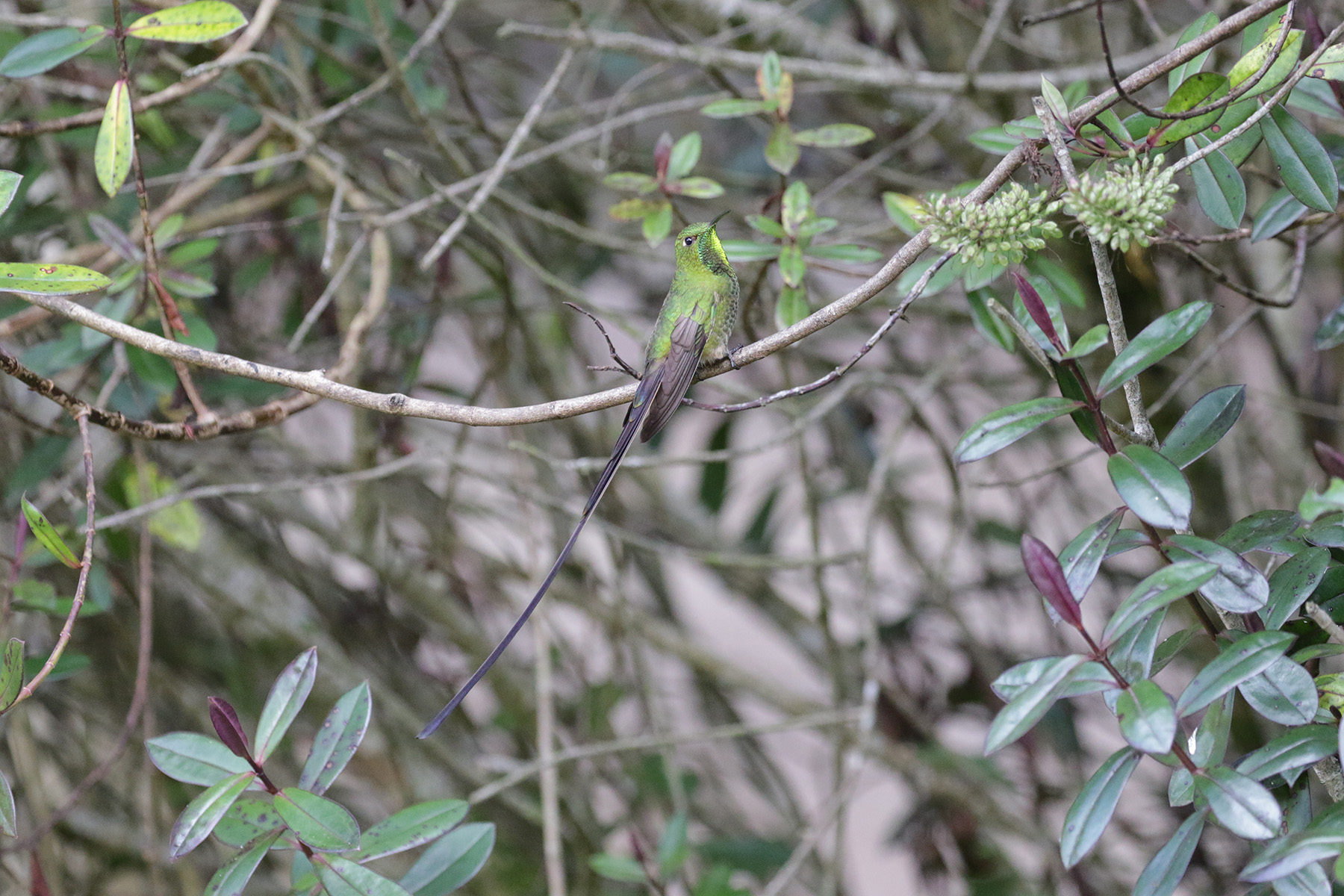 Black-tailed Trainbearer (image by Trevor Ellery)