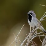 Black-throated Sparrow (image by Paul van Giersbergen)