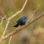 Blue Finch (image by Leo Garrigues)