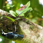 Blue Nuthatch (image by Craig Robson)