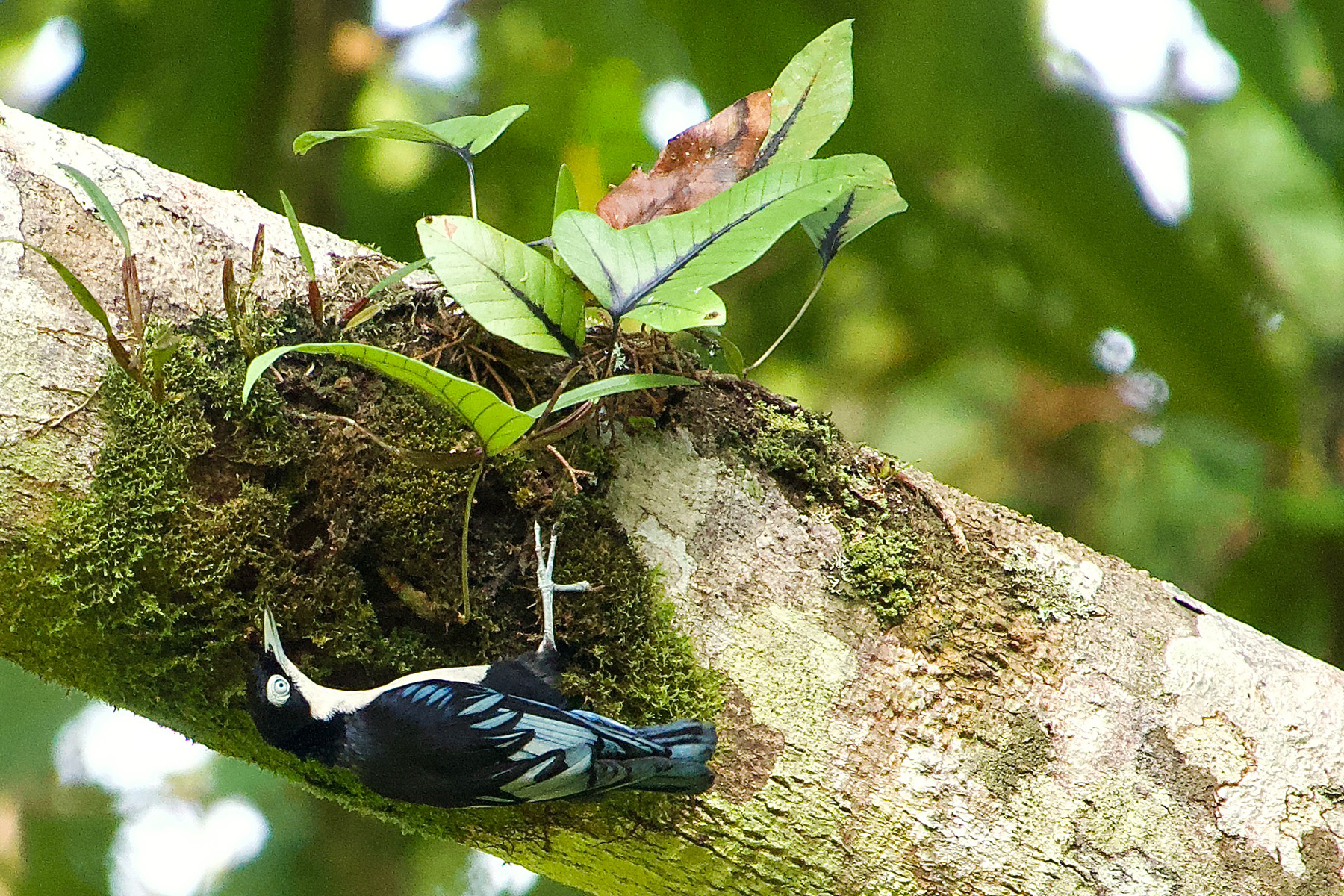 Blue Nuthatch (image by Craig Robson)
