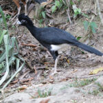 Blue-billed Curassow (image by Trevor Ellery)