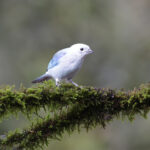 Blue-grey Tanager (image by Trevor Ellery)