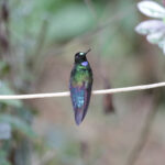 Blue-throated Starfrontlet (image by Trevor Ellery)