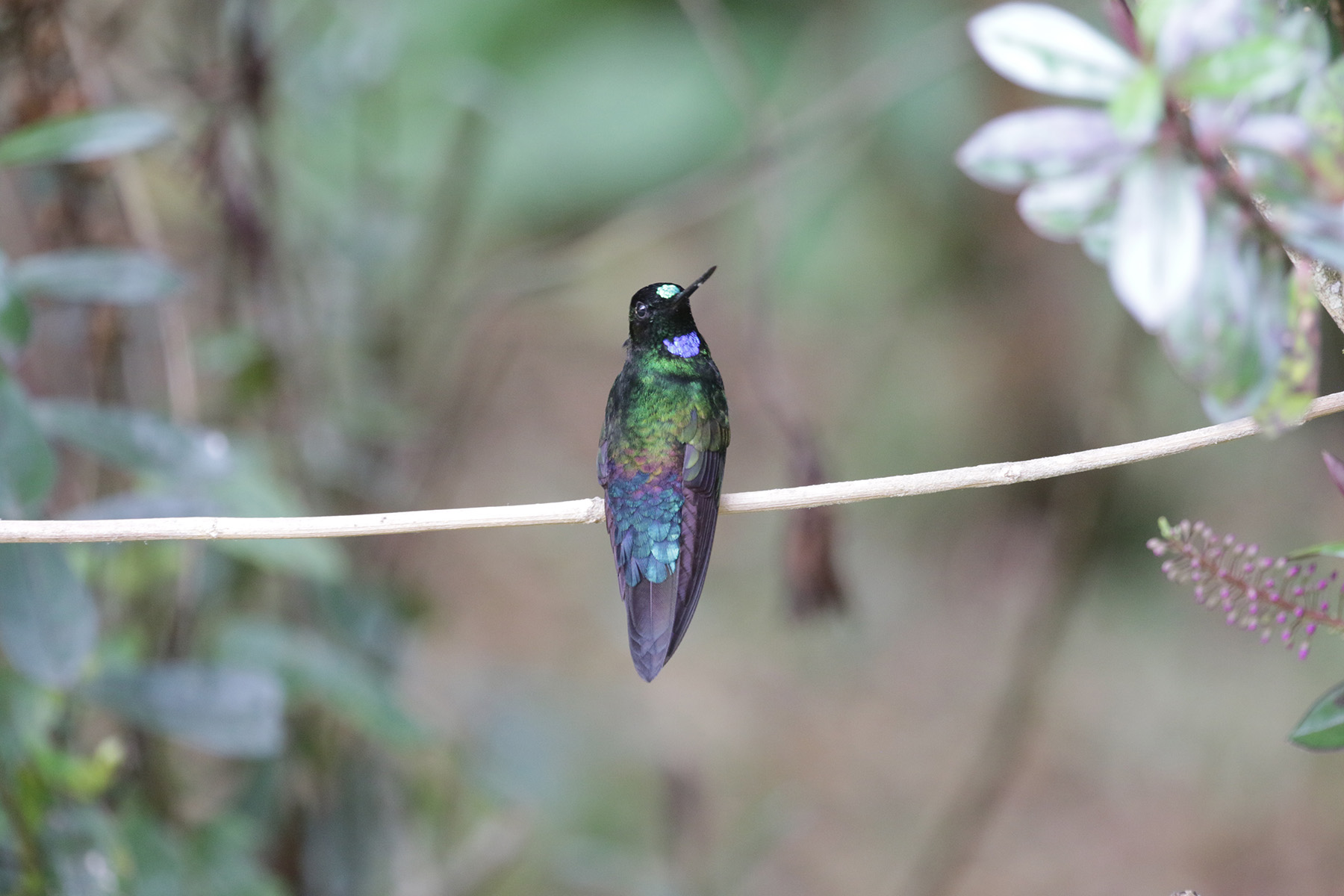 Blue-throated Starfrontlet (image by Trevor Ellery)