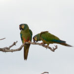 Blue-winged Macaw (image by Leo Garrigues)