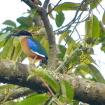 Blue-winged Pitta (image by Craig Robson)