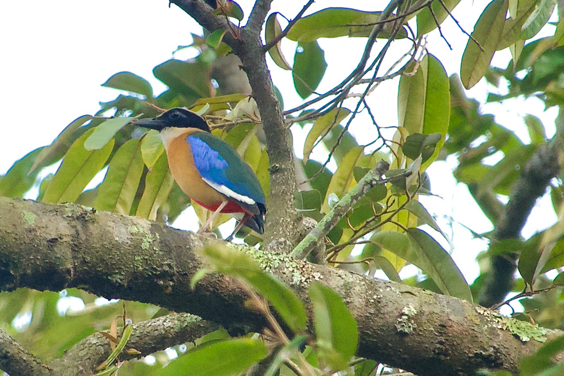 Blue-winged Pitta (image by Craig Robson)