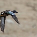 Blue-winged Teal (image by Paul van Giersbergen)