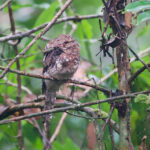 Blyth's Frogmouth (image by Craig Robson)