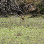 Boyaca Antpitta (image by Trevor Ellery)