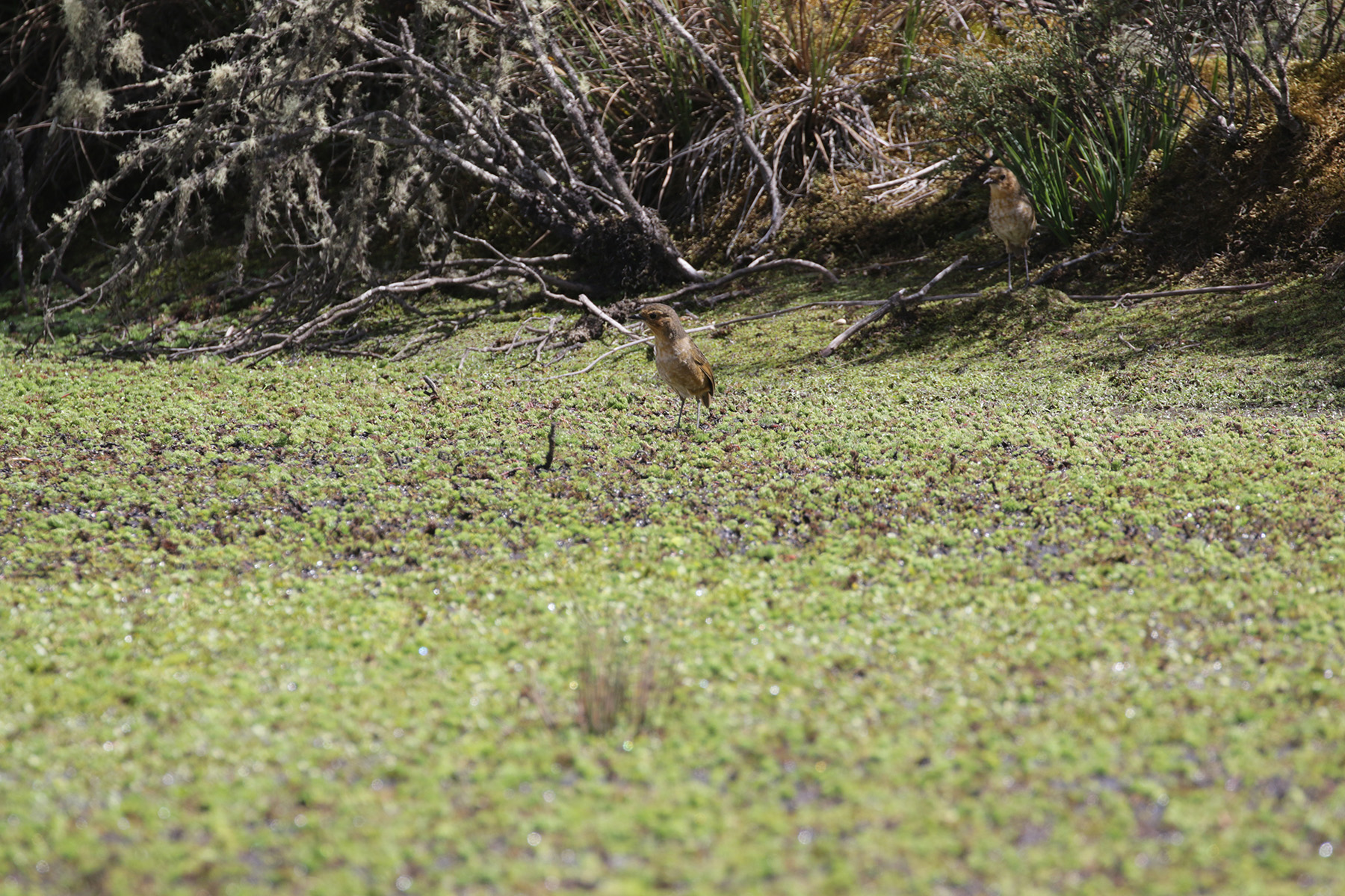 Boyaca Antpitta (image by Trevor Ellery)