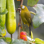 Broad-ringed White-eye (image by Nik Borrow)