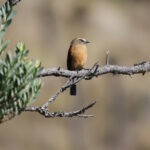 Brown-backed Chat-Tyrant (image by Trevor Ellery)