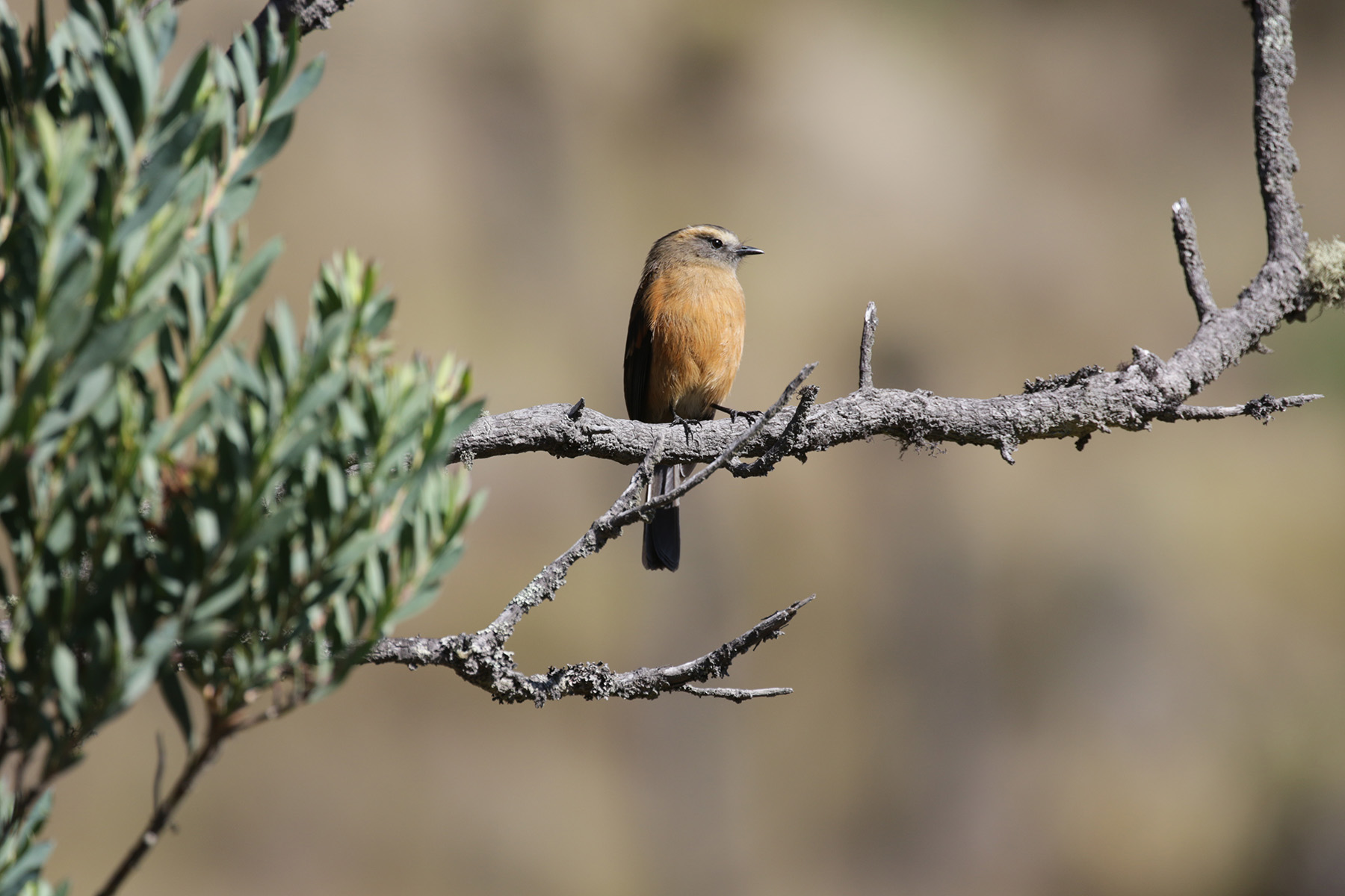 Brown-backed Chat-Tyrant (image by Trevor Ellery)