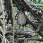 Brown-banded Antpitta (image by Trevor Ellery)