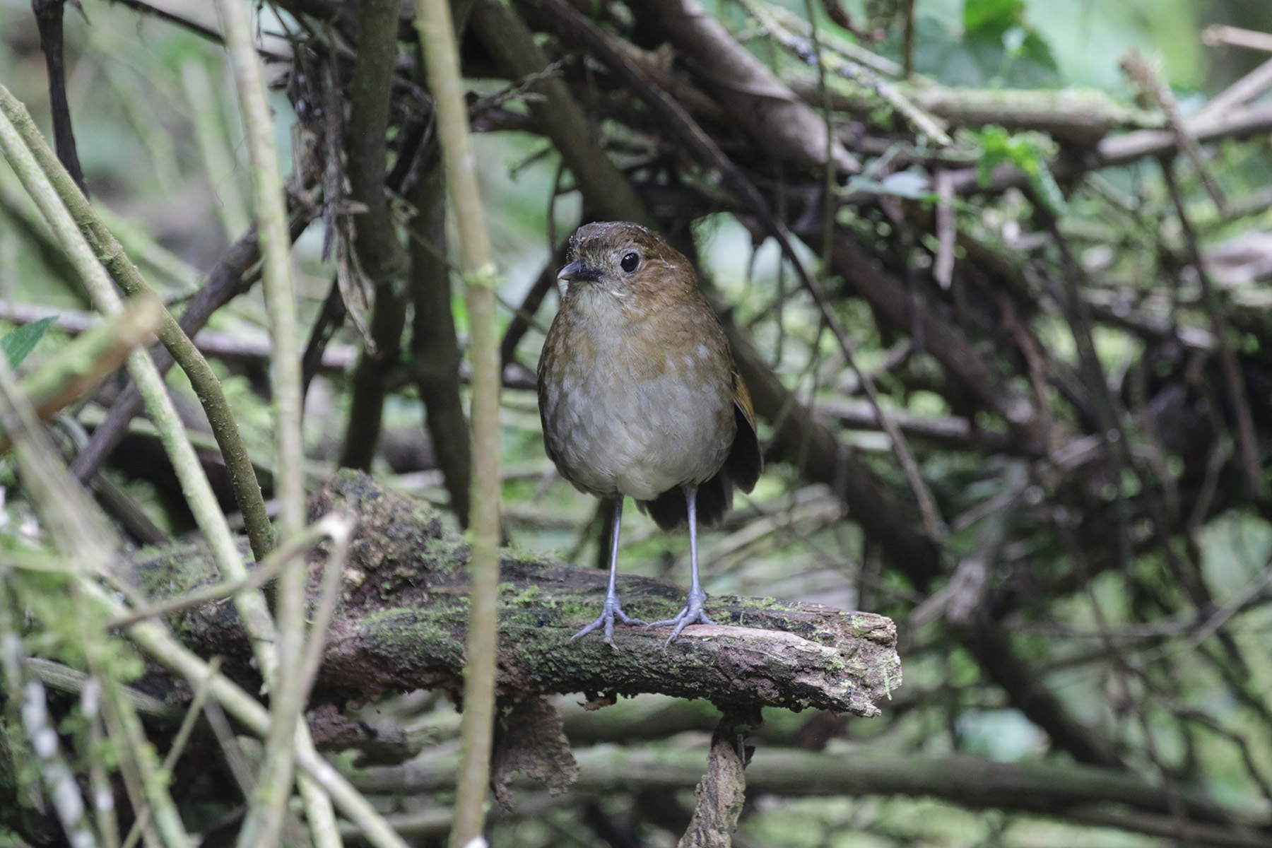 Brown-banded Antpitta (image by Trevor Ellery)