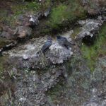 Brown-bellied Swallows (image by Trevor Ellery)