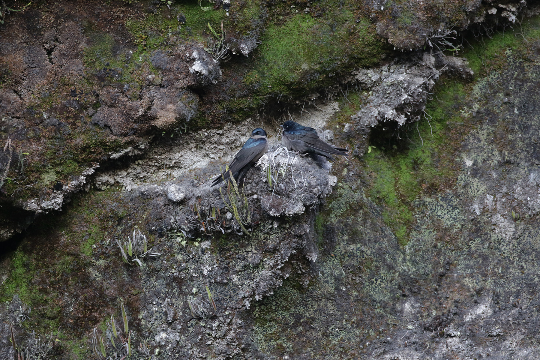 Brown-bellied Swallows (image by Trevor Ellery)
