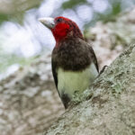 Brown-breasted Barbet (image by Nik Borrow)
